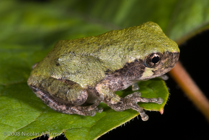 juvenile gray treefrog photo taken by n. arms.