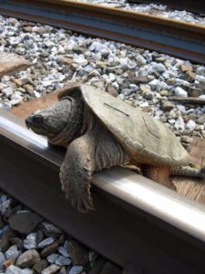 A snapping turtle is climbing or attempting to climb over the metal rail of a train track. It's left forefoot is spread, showing the webbing.