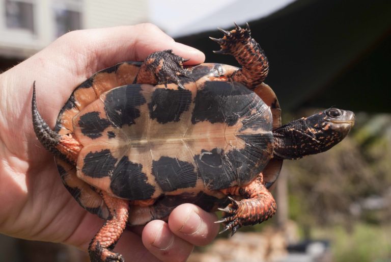 Clemmys Guttata – Spotted Turtle 