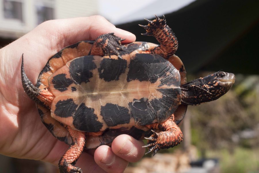 Clemmys guttata – Spotted Turtle | Vermont Reptile and Amphibian Atlas