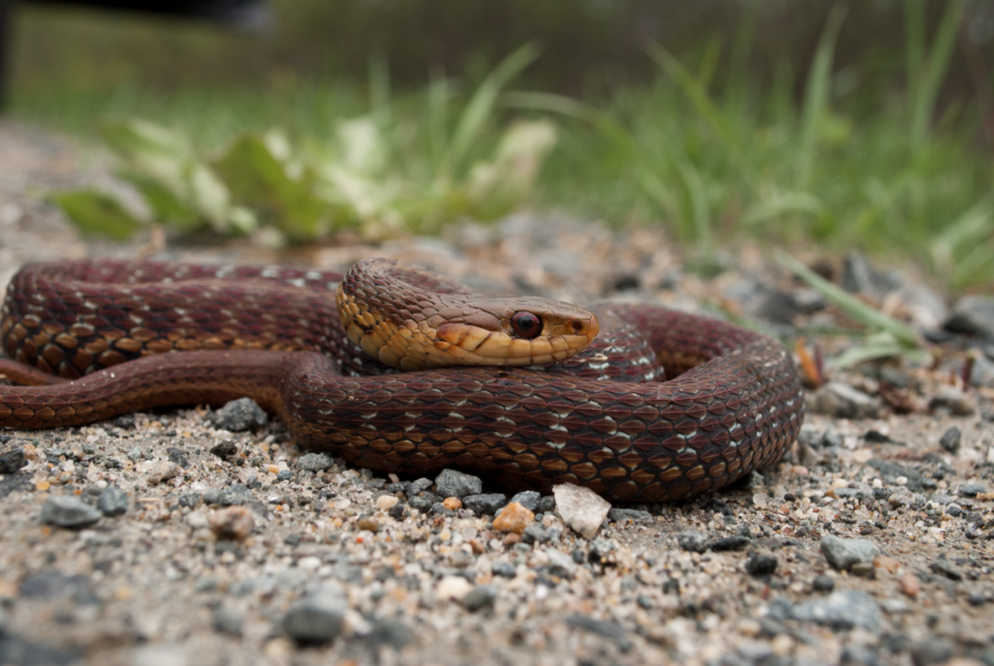 Eastern Gartersnake (red) 02 (Large) | Vermont Reptile and Amphibian Atlas