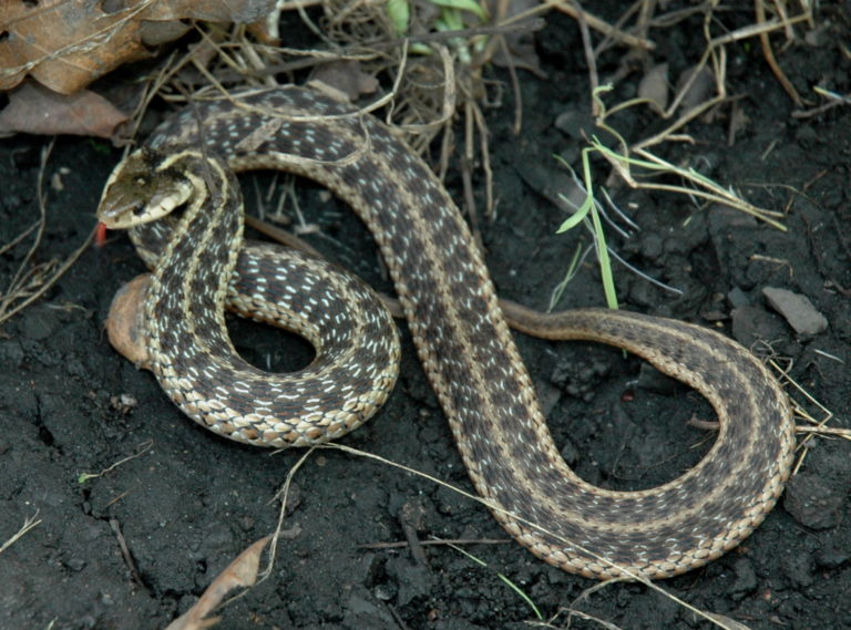 Thamnophis Sirtalis – Common Gartersnake | Vermont Reptile And ...