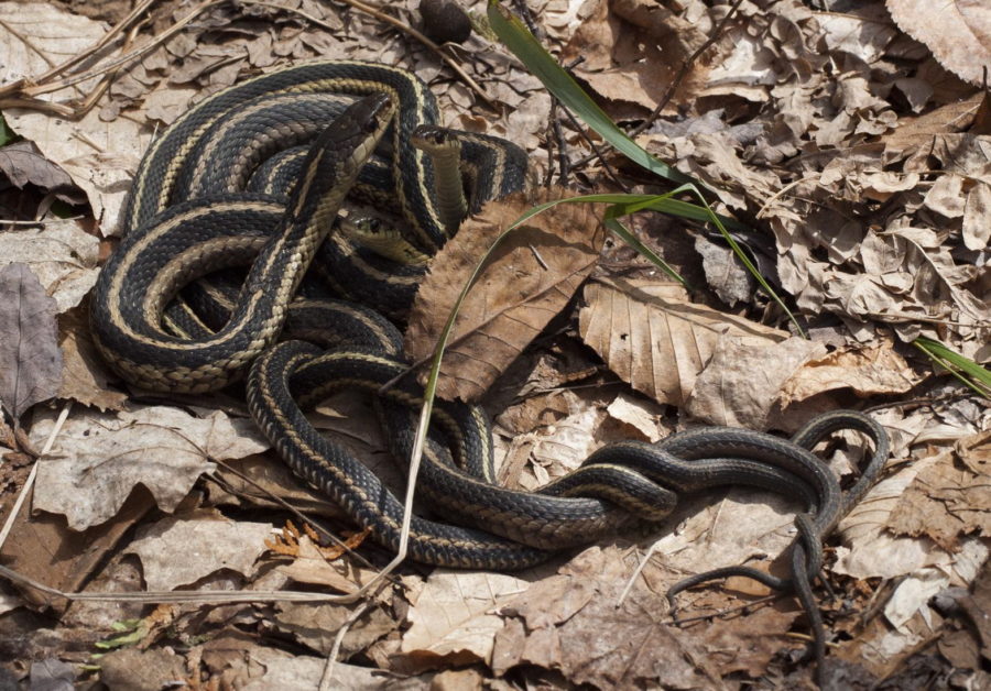 T-sirtalis Mating K-Briggs | Vermont Reptile And Amphibian Atlas