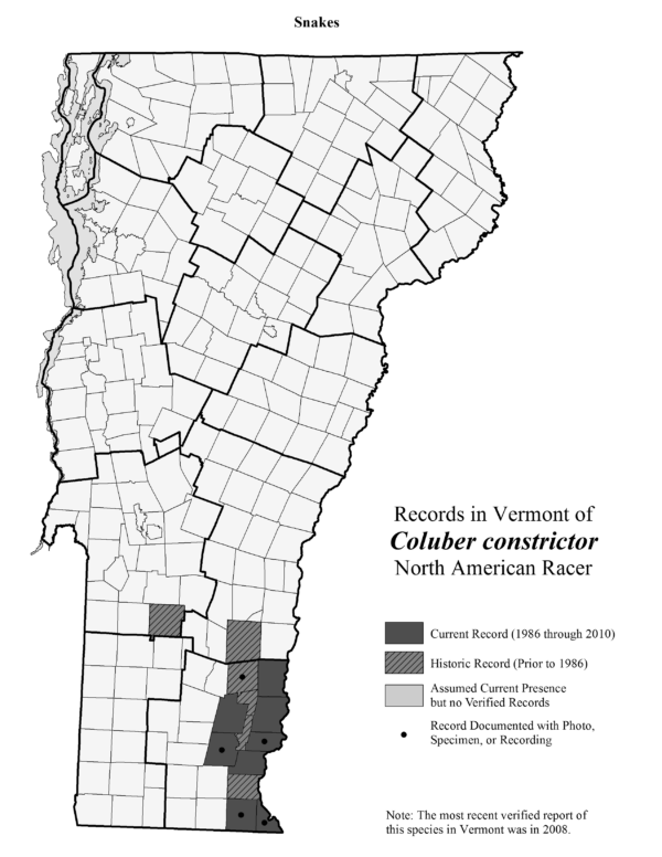 coluber_constrictor | Vermont Reptile and Amphibian Atlas