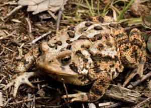 Anaxyrus americanus, dorsal view (Photo by Kiley Briggs)