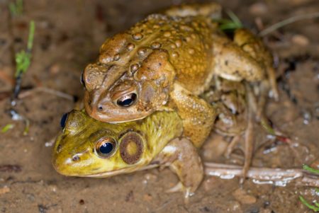 A-americanus in amplexus w:L-clamitans K-Briggs | Vermont Reptile and ...