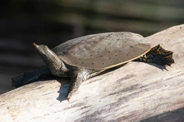 Apalone spinifera – Spiny Softshell Turtle | Vermont Reptile and ...