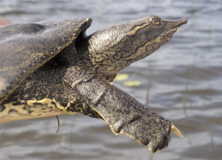 Apalone spinifera – Spiny Softshell Turtle | Vermont Reptile and ...