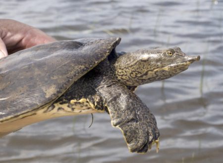 A-spinifera side Kiley Briggs | Vermont Reptile and Amphibian Atlas