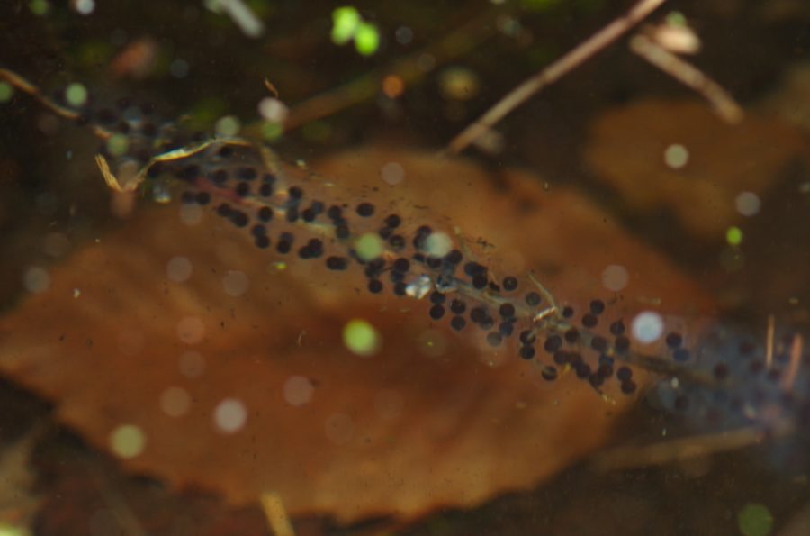 A. jeff masses K. Briggs | Vermont Reptile and Amphibian Atlas