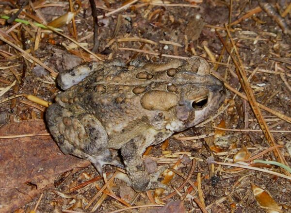 Anaxyrus americanus – American Toad | Vermont Reptile and Amphibian Atlas