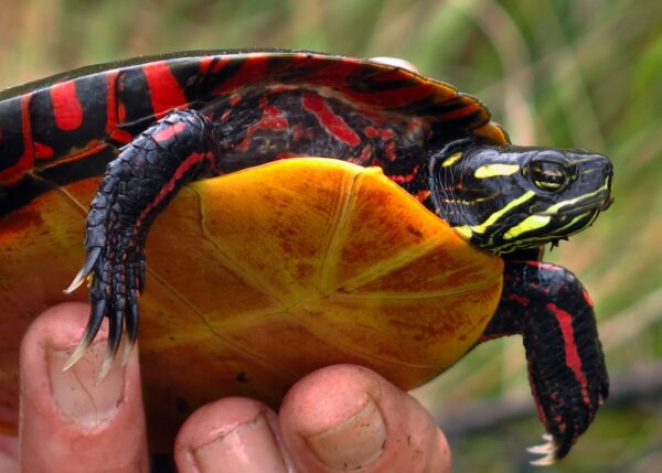 Male Painted Turtle by Sue Morse | Vermont Reptile and Amphibian Atlas