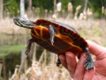 Chrysemys picta – Painted Turtle | Vermont Reptile and Amphibian Atlas