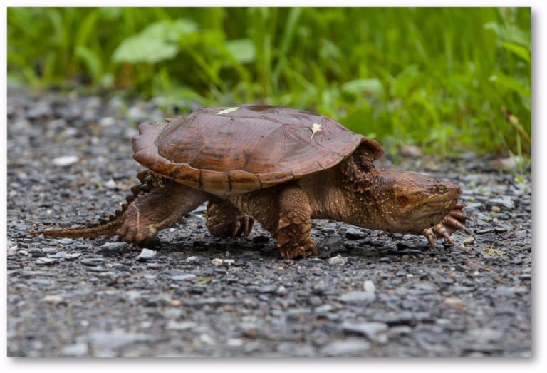 Chelydra Serpentina Snapping Turtle Vermont Reptile And Amphibian Atlas 6224