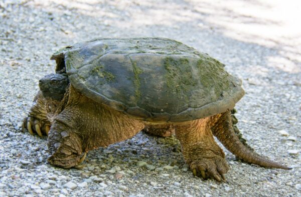 Chelydra serpentina – Snapping Turtle | Vermont Reptile and Amphibian Atlas