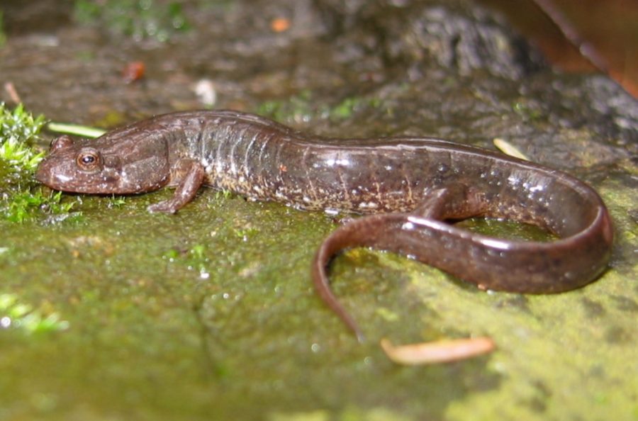 Desmognathus fuscus – Northern Dusky Salamander | Vermont Reptile and ...