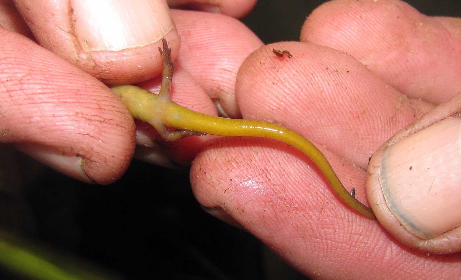 Northern Two-lined Salamander  State of New Hampshire Fish and Game