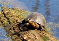 E-blandingii 2 Gary Starr | Vermont Reptile and Amphibian Atlas