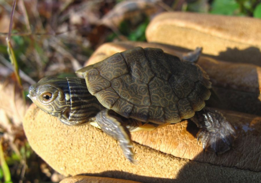 G-geographica hatchling Sue Morse | Vermont Reptile and Amphibian Atlas