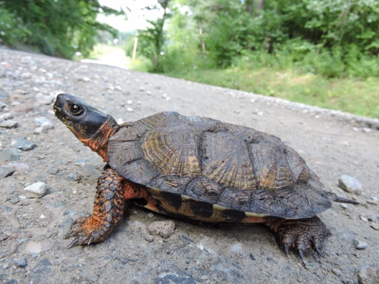 Glyptemys insculpta – Wood Turtle | Vermont Reptile and Amphibian Atlas