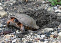 Glyptemys insculpta – Wood Turtle | Vermont Reptile and Amphibian Atlas