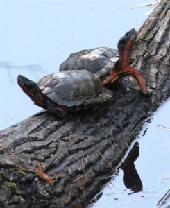 G-insculpta on log Doris Potter | Vermont Reptile and Amphibian Atlas