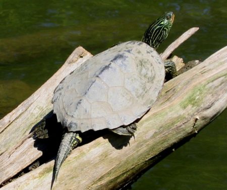 Graptemys geographica – Northern Map Turtle | Vermont Reptile and ...