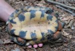 Glyptemys Insculpta – Wood Turtle | Vermont Reptile And Amphibian Atlas