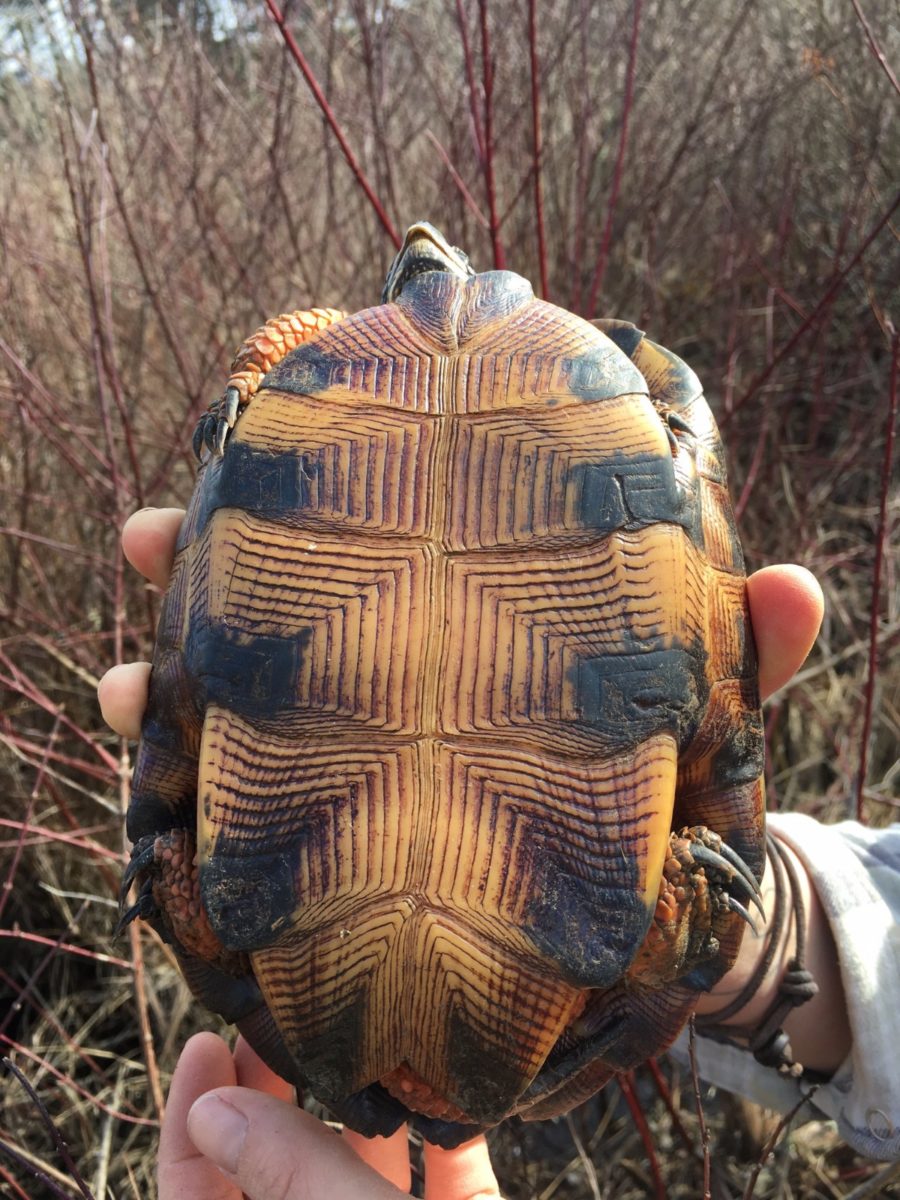 Glyptemys Insculpta – Wood Turtle 