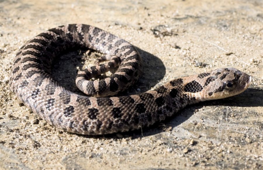 Heterodon platirhinos – Eastern Hog-nosed Snake | Vermont Reptile and ...