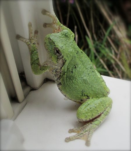 Hyla versicolor – Gray Treefrog | Vermont Reptile and Amphibian Atlas