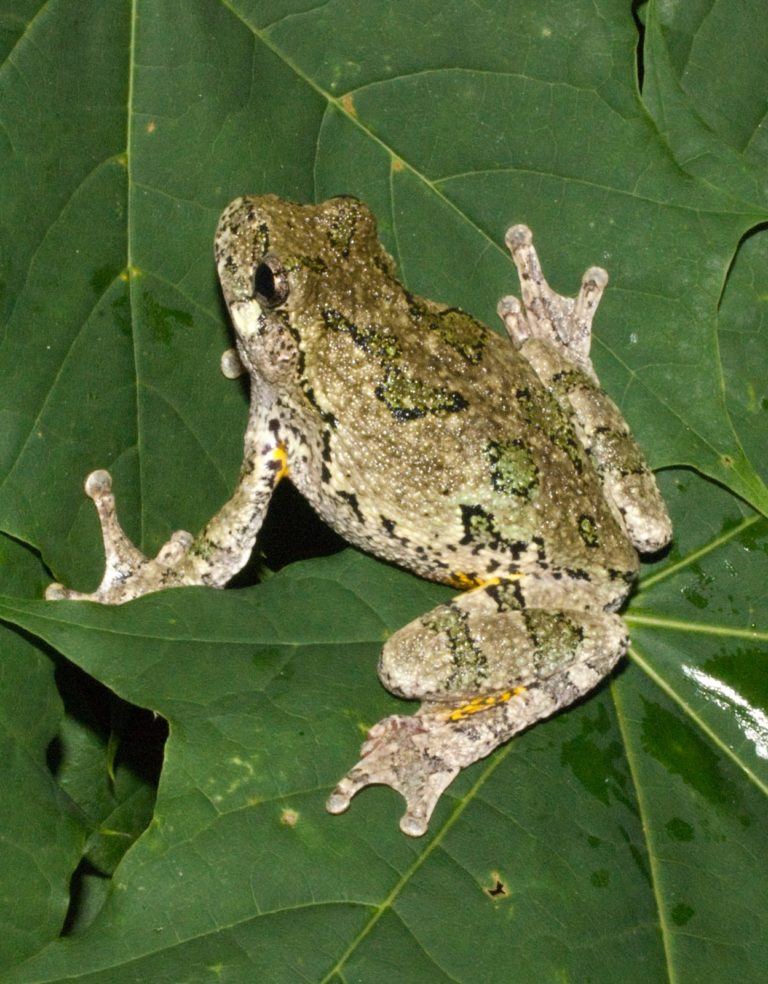 Hyla versicolor – Gray Treefrog | Vermont Reptile and Amphibian Atlas