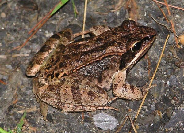 Lithobates sylvaticus – Wood Frog | Vermont Reptile and Amphibian Atlas