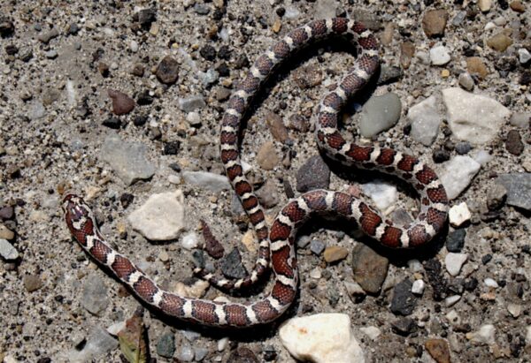 L-triangulum with H blotches Susan Elliot | Vermont Reptile and ...