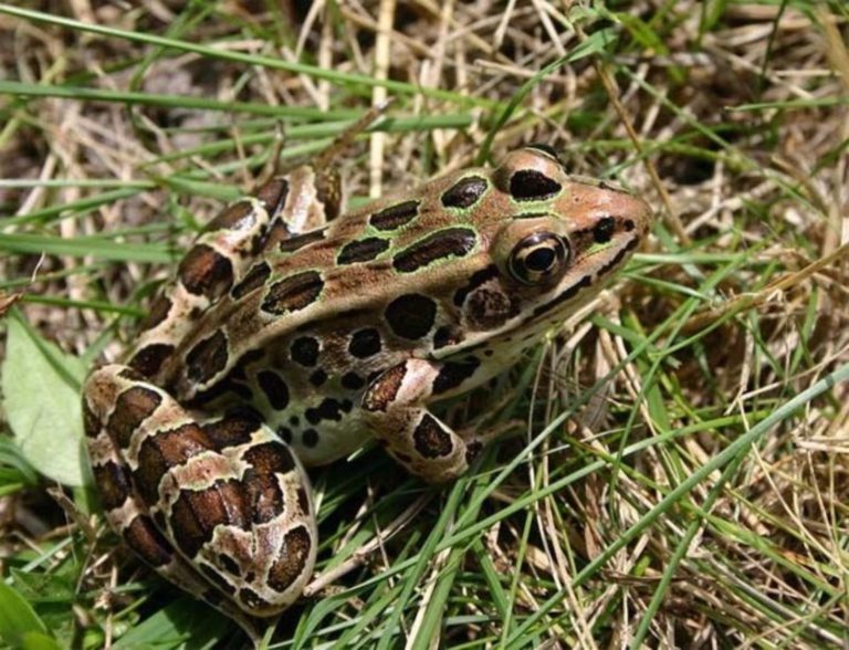 Lithobates pipiens – Northern Leopard Frog | Vermont Reptile and ...