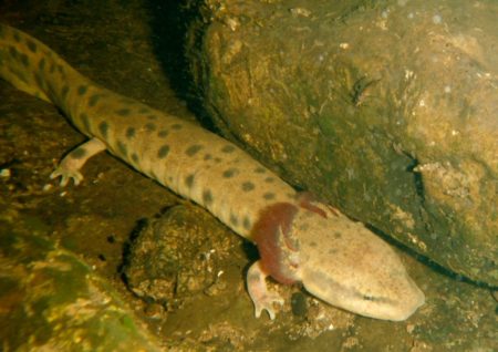 Necturus maculosus - Mudpuppy | Vermont Reptile and Amphibian Atlas