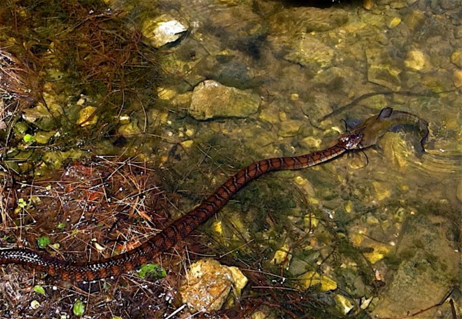 N-sipedon eating bullhead Carl Haasper | Vermont Reptile and Amphibian ...