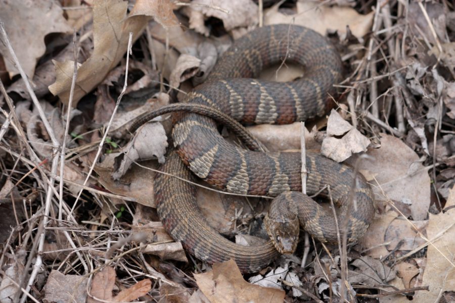 Nerodia Sipedon – Common Watersnake | Vermont Reptile And Amphibian Atlas