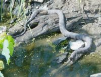 N. sipedon full adult on rocks by water S. | Vermont Reptile and ...