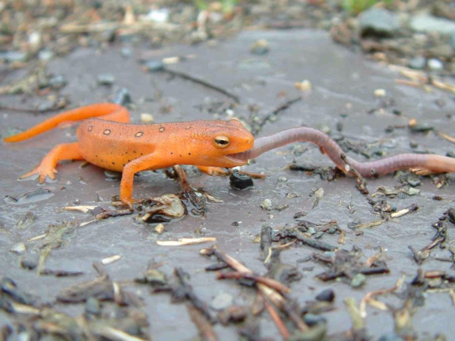 N. viridescens Red Eft eats worm Lynda Burt Vermont Reptile and