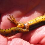 N. viridescens adult male vent full in hand