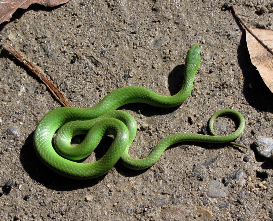 Opheodrys vernalis – Smooth Greensnake | Vermont Reptile and Amphibian ...