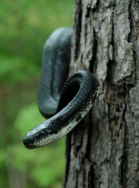 P-alleghaniensis face on tree 2 CS | Vermont Reptile and Amphibian Atlas