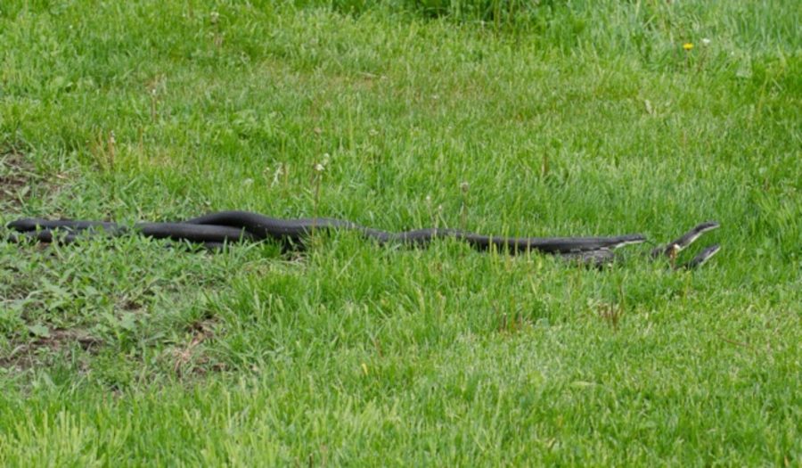 P-alleghaniensis mating Tracy Howard | Vermont Reptile and Amphibian Atlas