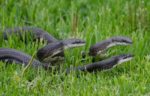 Pantherophis Alleghaniensis – Eastern Ratsnake | Vermont Reptile And ...