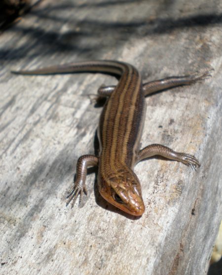 P-fasciatus Elaine Blodgett | Vermont Reptile and Amphibian Atlas