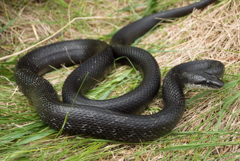 Pantherophis Alleghaniensis – Eastern Ratsnake | Vermont Reptile And ...