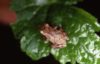 P. crucifer adult on leaf K. Wright | Vermont Reptile and Amphibian Atlas