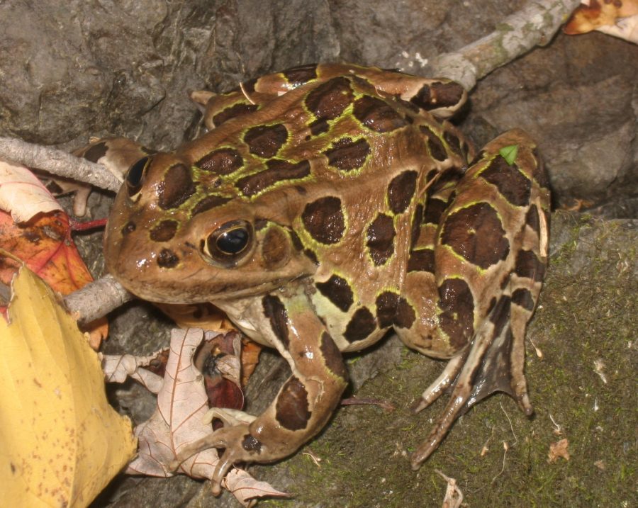 Lithobates pipiens – Northern Leopard Frog | Vermont Reptile and ...