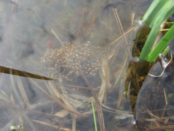 R. palustris egg mass in water | Vermont Reptile and Amphibian Atlas